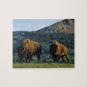 Puzzle Bisons mâles au parc national des lacs Waterton