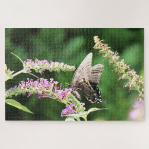 Puzzle Black Swallowtail butterfly  