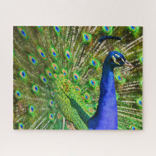 Puzzle bleu brillant Peacock Jigsaw