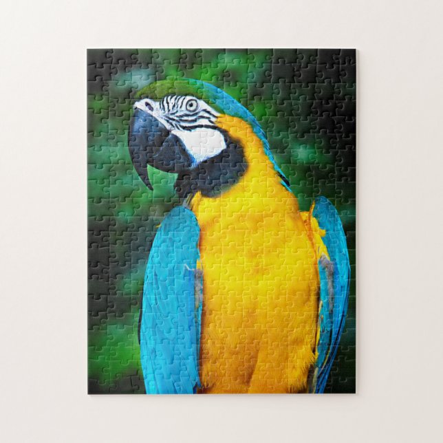 Puzzle bleu et or Macaw (Vertical)