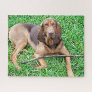 Puzzle Bloodhound dog - Chasse parfum Hound dans l'herbe