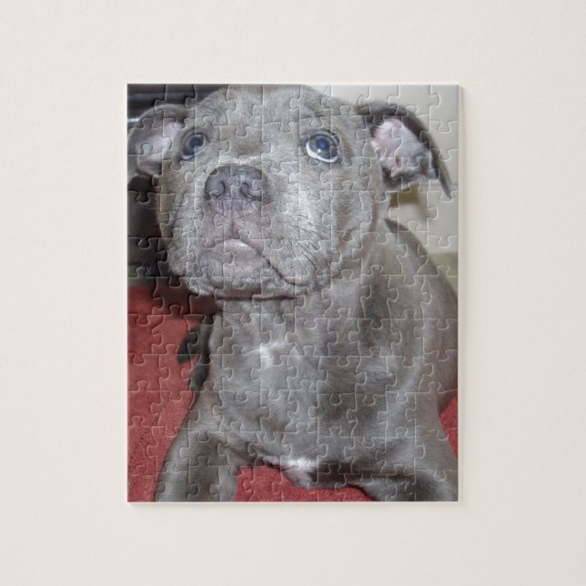 Puzzle Blue Staffordshire Bull Terrier Puppy (Vertical)