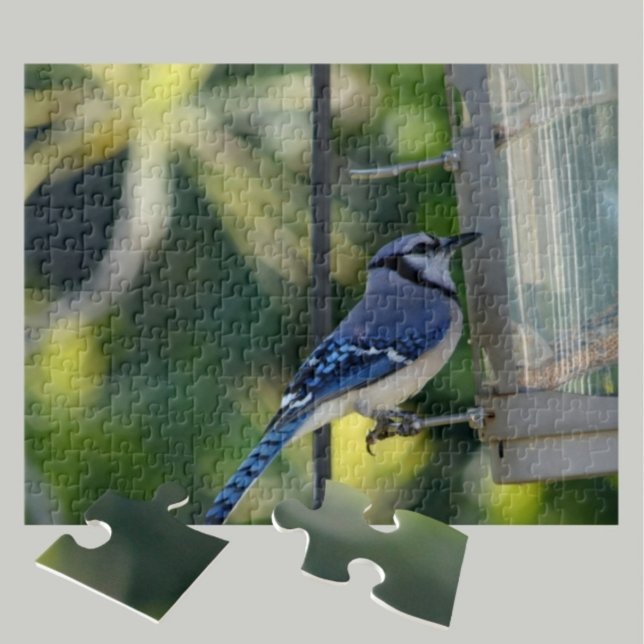 Puzzle Bluejay Perché sur Birdfeeder (Créateur téléchargé)