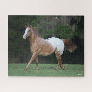 Puzzle Bob Langrish   Appaloosa Horse Running