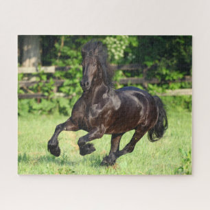 Puzzle Bob Langrish   Black Friesian Running