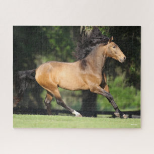 Puzzle Bob Langrish Buckskin Lusitano Running
