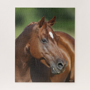 Puzzle Bob Langrish Chestnut Quarter Cheval Mare Headshot