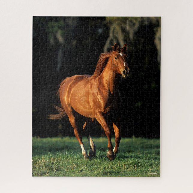 Puzzle Bob Langrish | Chestnut Warmblood Mare Running (Vertical)