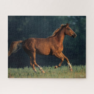 Puzzle Bob Langrish   Chestnut Warmblood Running