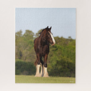 Puzzle Bob Langrish   Cheval Shire En Champ