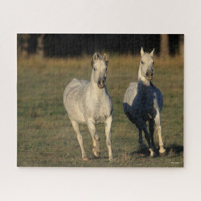 Puzzle Bob Langrish | Deux Arabes gris qui courent ensemb (Horizontal)