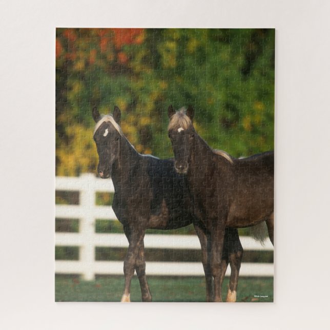 Puzzle Bob Langrish | Deux poulains des Rocheuses debout (Vertical)