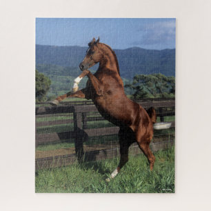 Puzzle Bob Langrish   Élevage d'étalons arabes en chât