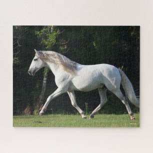 Puzzle Bob Langrish   Gray Lusitano Stallion