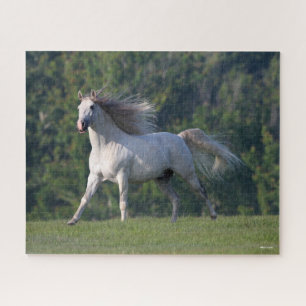 Puzzle Bob Langrish Gray Lusitano Stallion en marche