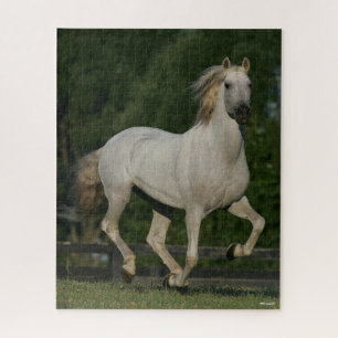Puzzle Bob Langrish   Grey Andalucian Running