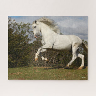 Puzzle Bob Langrish Grey Andalucian Stallion Leaping
