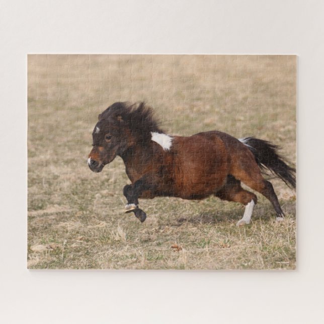 Puzzle Bob Langrish | Miniature Pony Running Fast (Horizontal)