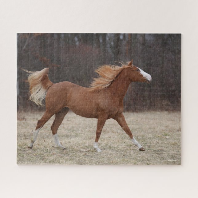 Puzzle Bob Langrish | Overo Paint Horse Running (Horizontal)