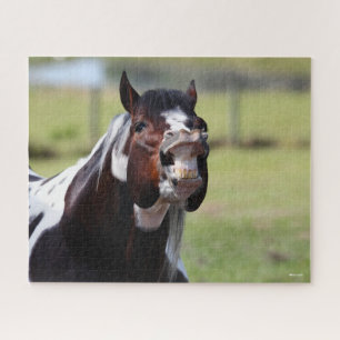 Puzzle Bob Langrish   Paint Horse Stallion Flehmen