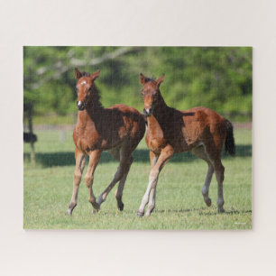 Puzzle Bob Langrish   Quart de chevaux Foals Together