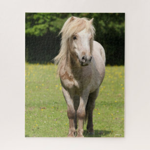 Puzzle Bob Langrish Shetland Pony Standing