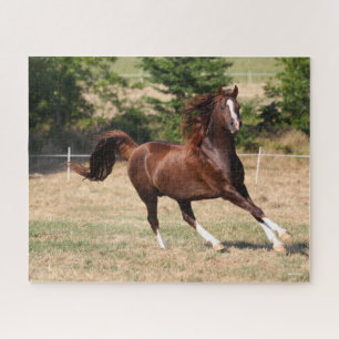 Puzzle Bob Langrish Stallion arabe châtaignier courant