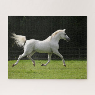 Puzzle Bob Langrish Stallion arabe gris en marche