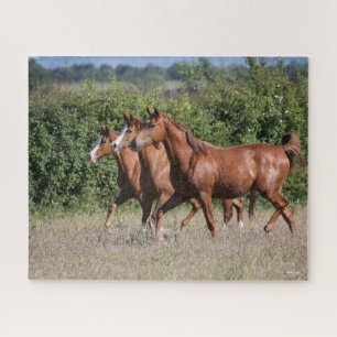 Puzzle Bob Langrish   Trois Chevaux arabes châtaigniers e