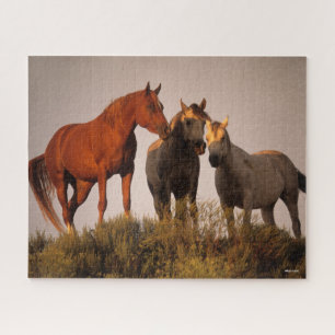 Puzzle Bob Langrish Trois Chevaux Arabes Debout Au Couche