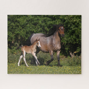 Puzzle Bob Langrish Welsh Pony Mare and Foal Running