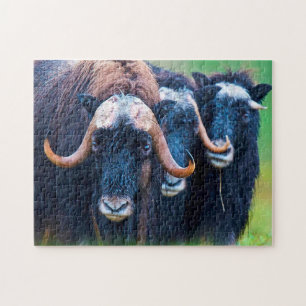 Puzzle Boeuf musqué Alaska.