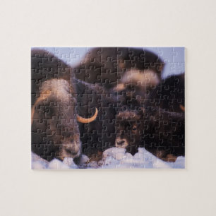 Puzzle bœuf musqué, Ovibos moschatus, vache avec nouveau-
