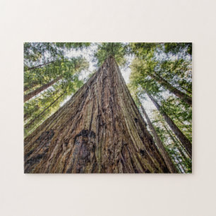 Puzzle Bois de Roosevelt