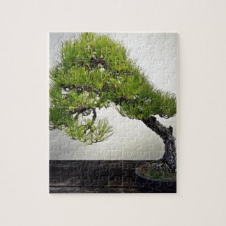 Puzzle Bonsaïs japonais de pin noir