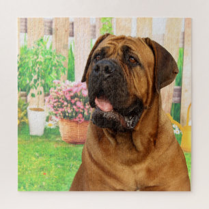 Puzzle Bordeaux Mastiff