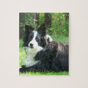 Puzzle Border collie