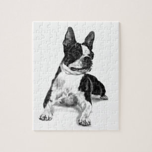 Puzzle Boston Terrier