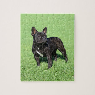 Puzzle Bouledogue français 2