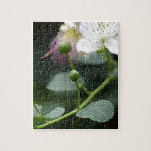 Puzzle Bourgeons du buisson de câpre, Capparis spinos. (Vertical)