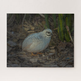 Puzzle Bouton d'argent mâle Quail dans l'herbe