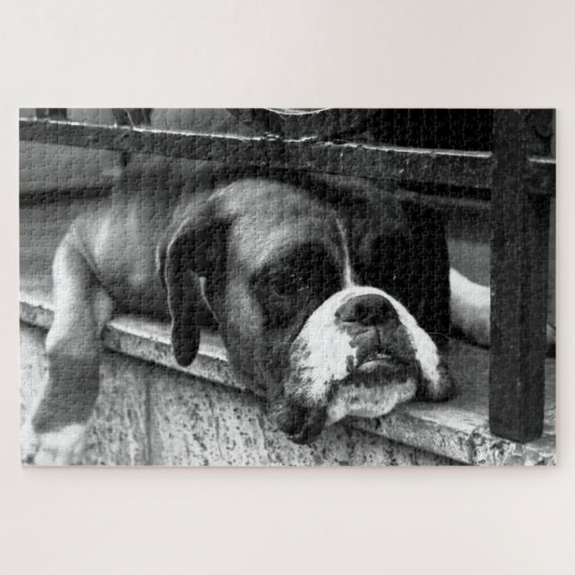 Puzzle Boxer Dog On Windowsill 20x30 1014pc jpcnm (Horizontal)