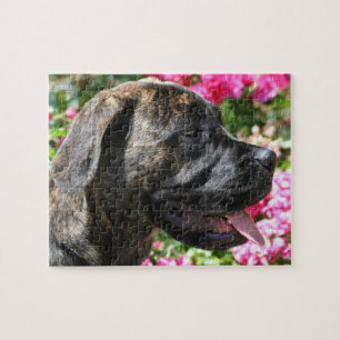 Puzzle Brindle Mastiff