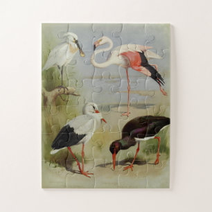Puzzle British Birds, Illustrations D'Art