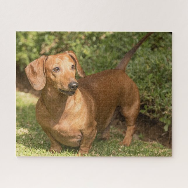 Puzzle Brown Dachshund (Horizontal)