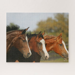 Puzzle BThree Quarter Horses Running Headshots