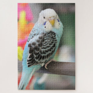 Puzzle Budgie