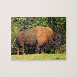 Puzzle Buffalo (Bison) Kansas, Oklahoma, Wyoming