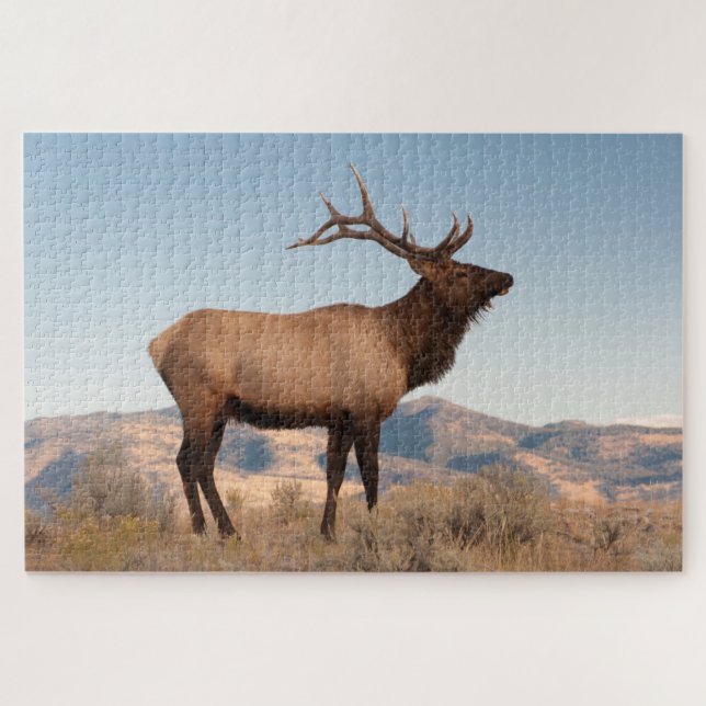 Puzzle Bull Elk près de Mammoth | Wyoming (Horizontal)