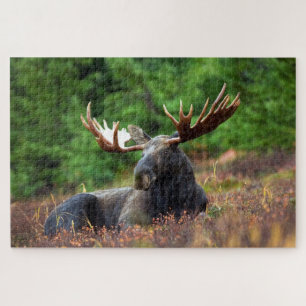 Puzzle Bull Moose Jigsaw